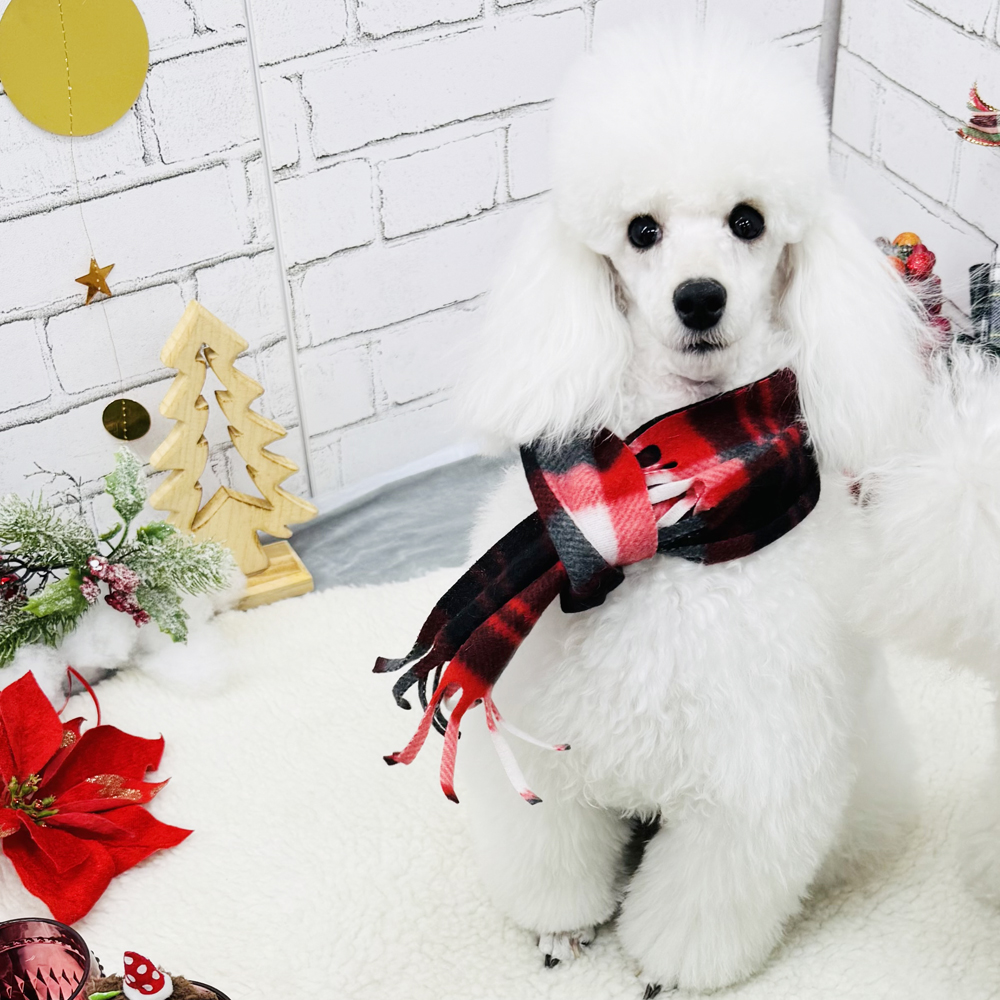 生徒とモデル犬の写真撮影会②